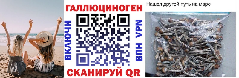 Купить где  Хилок  Псилоцибиновые грибы мухоморы 